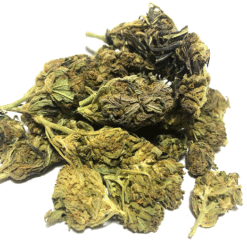Shipwreck Strain Flower - Sativa Dominant Hybrid Shipwreck Strain Flower - Sativa Dominant Hybrid