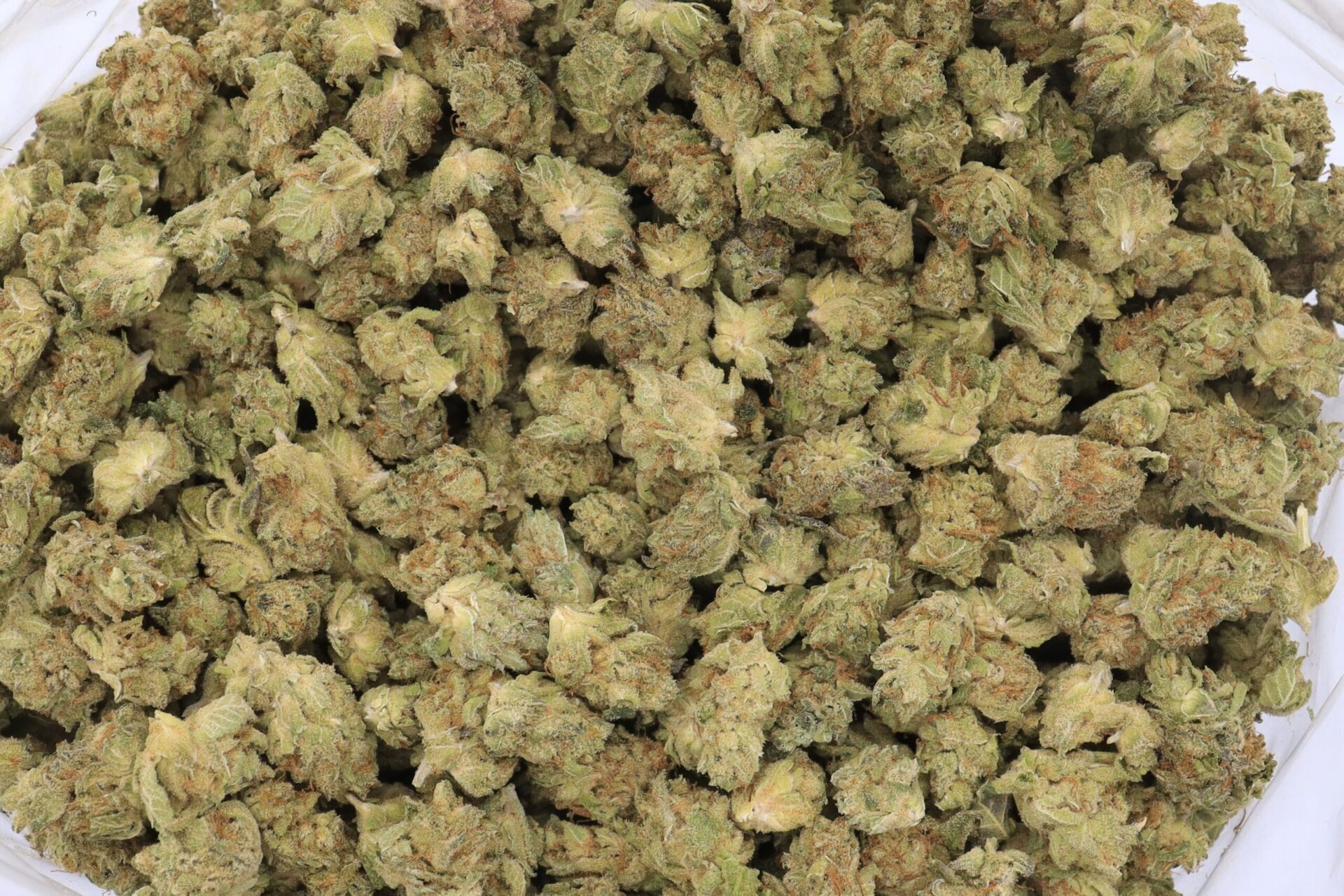 Bruce Banner Strain Flower - Sativa Dominant Hybrid Bruce Banner Strain Flower - Sativa Dominant Hybrid