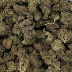 Laughing Buddha Strain Flower - Sativa Dominant Hybrid