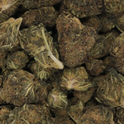 Shipwreck Strain Flower - Sativa Dominant Hybrid