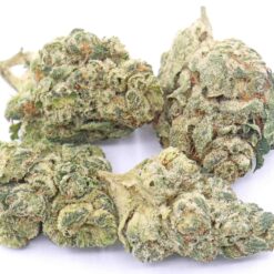 Shipwreck Strain Flower - Sativa Dominant Hybrid Shipwreck Strain Flower - Sativa Dominant Hybrid