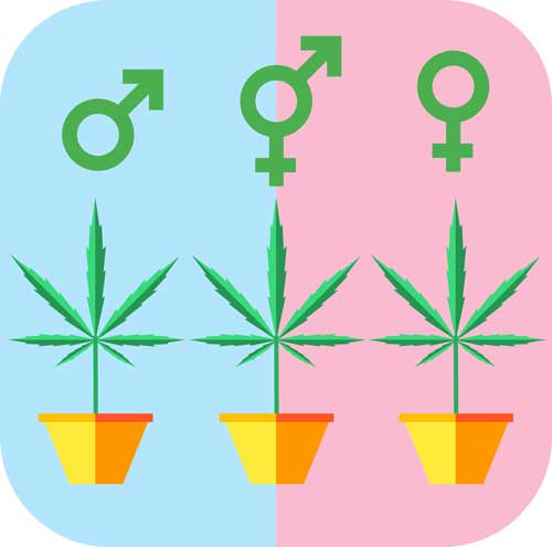 Cannabis Gender and How Each One Is Unique