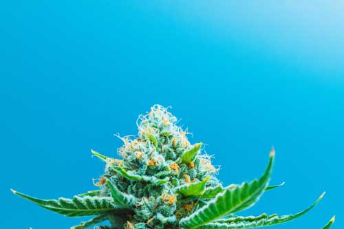 Ruderalis Flowering Outdoors Blue Sky Sunshine