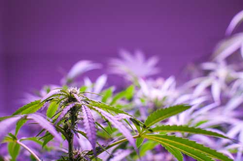Sativa Plant Growing Under Purple Light
