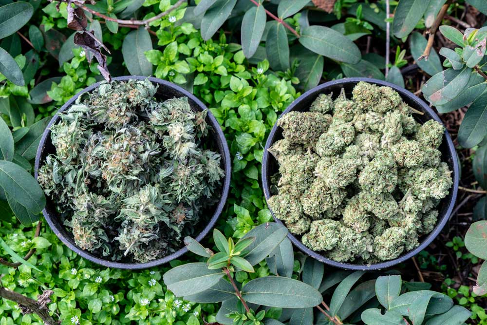 Haute Health What Is Unique Between Male and Female Cannabis Plants