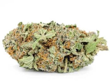 Haute Health Trainwreck Sativa