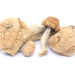 Golden Teachers Mushrooms Golden Teachers Mushrooms