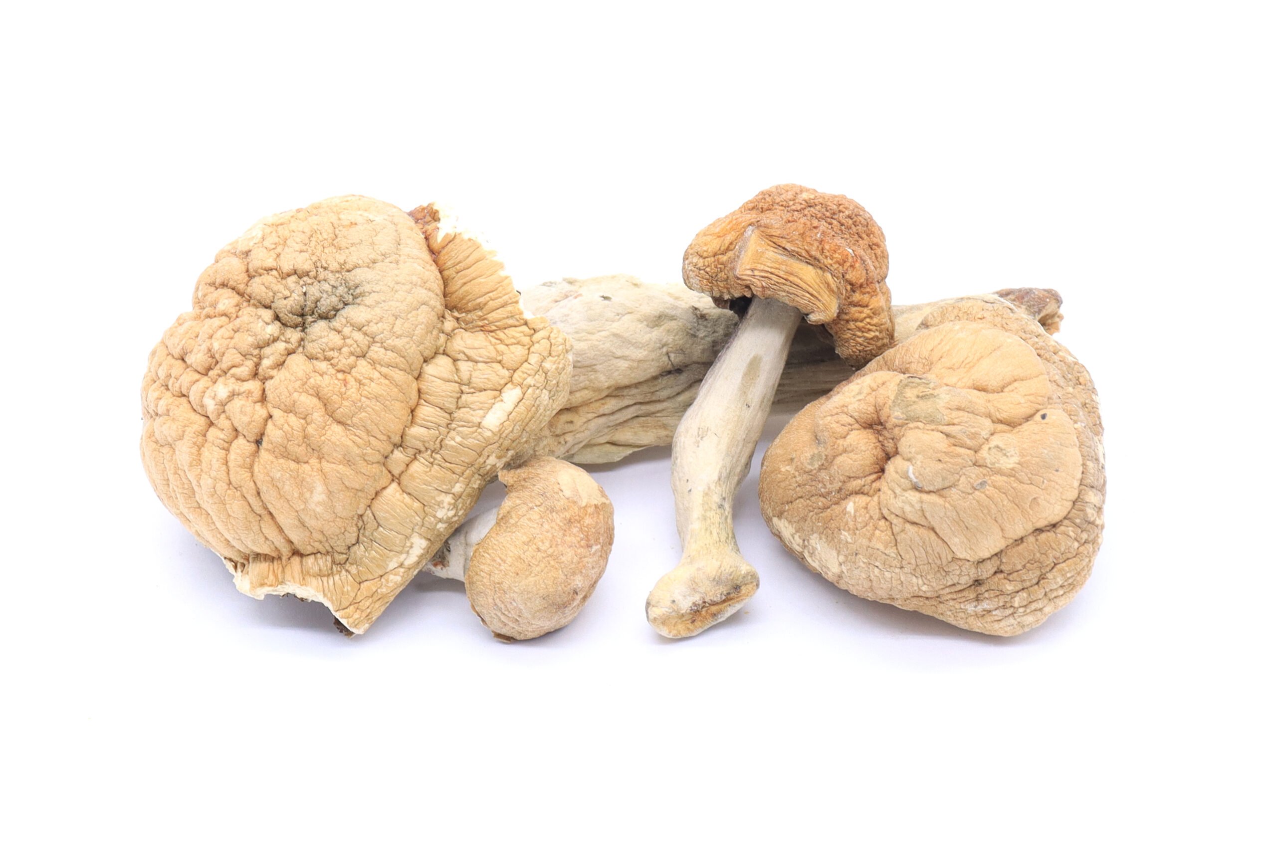 Golden Teachers Mushrooms