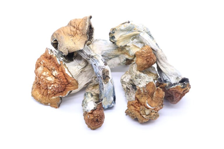 Golden Teachers Mushrooms