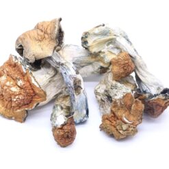 Golden Teachers Mushrooms Golden Teachers Mushrooms