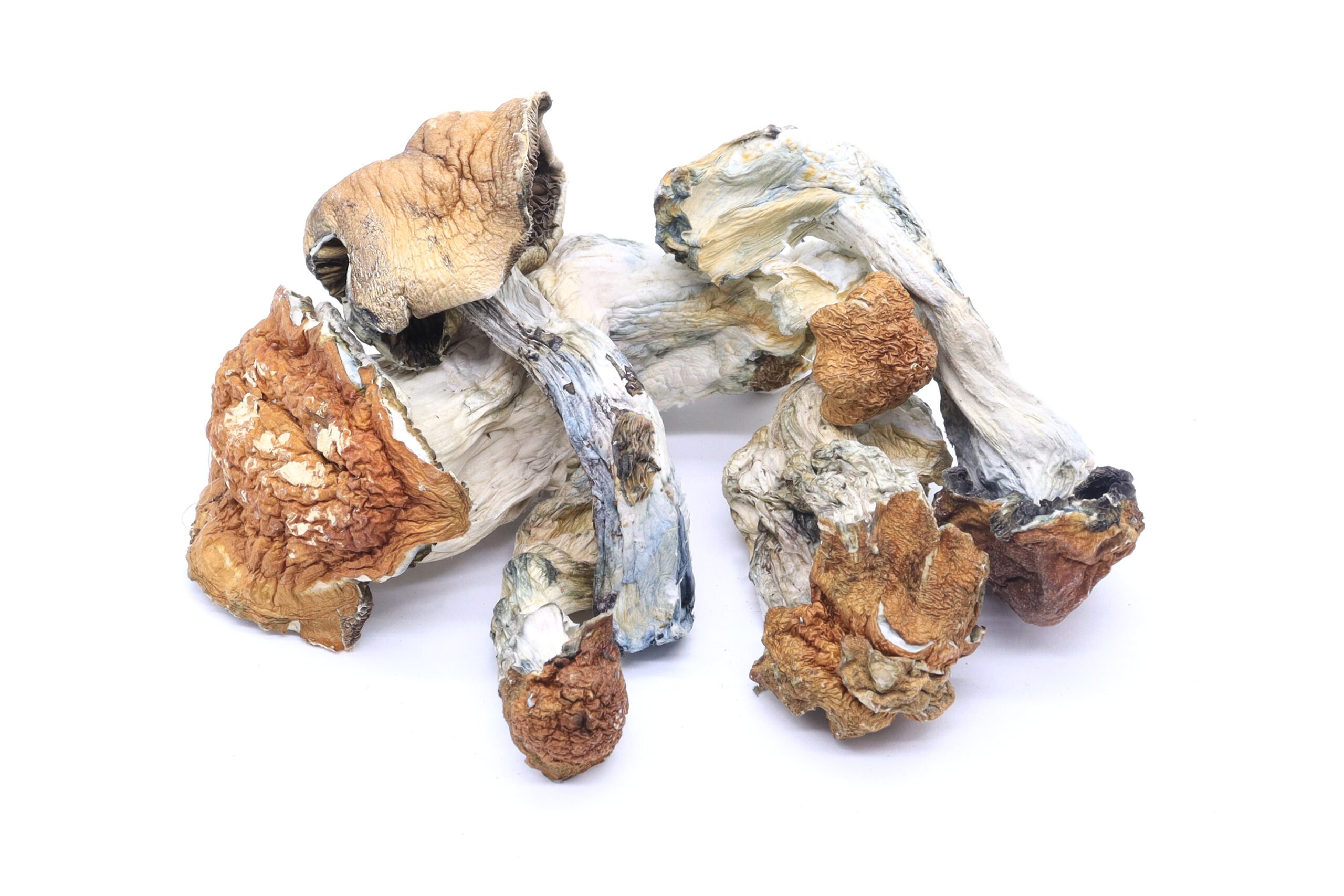 Golden Teachers Mushrooms Golden Teachers Mushrooms