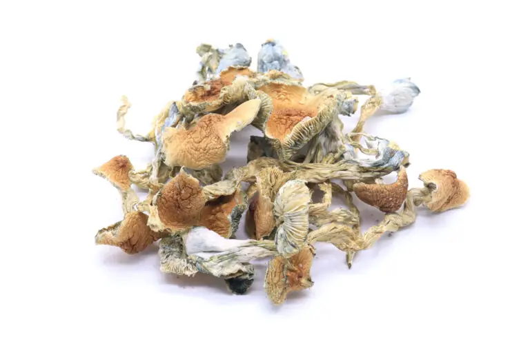 Golden Teachers Mushrooms