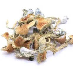 Golden Teachers Mushrooms