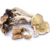 Golden Teachers Mushrooms Golden Teachers Mushrooms