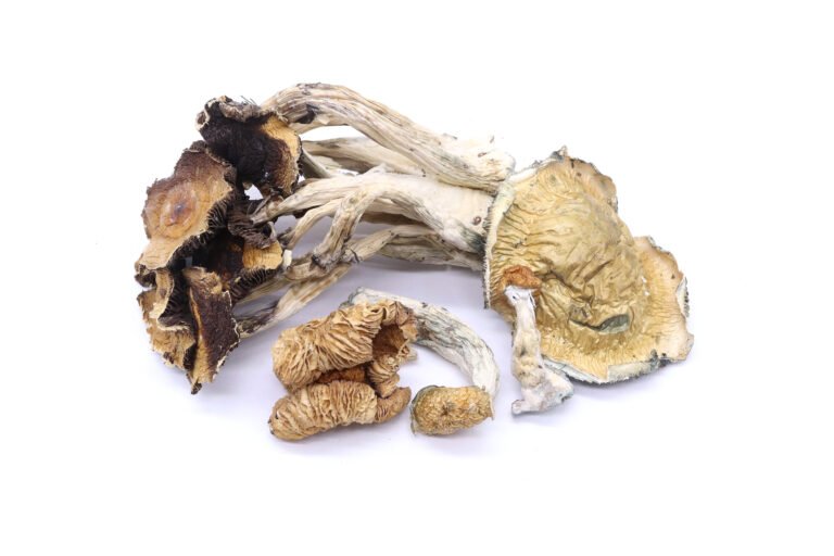 Golden Teachers Mushrooms