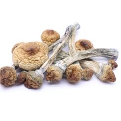 Golden Teachers Mushrooms
