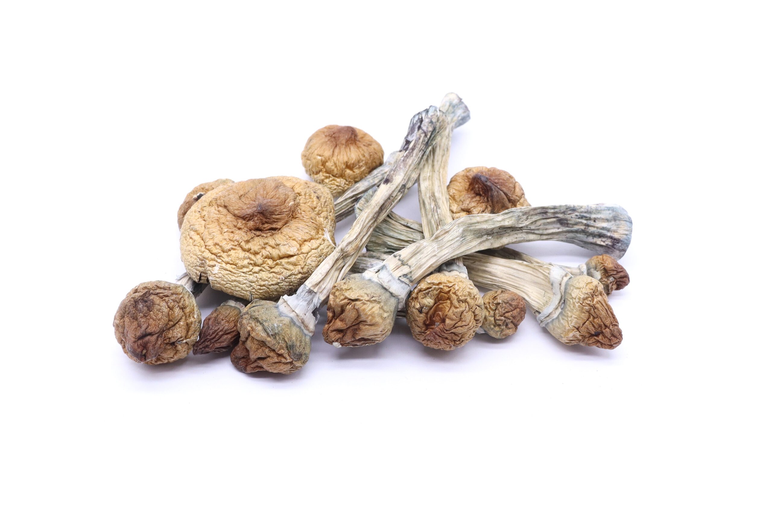Golden Teachers Mushrooms