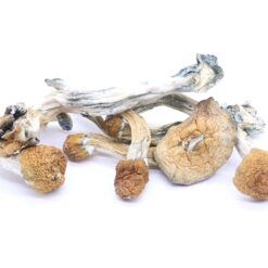 Golden Teachers Mushrooms Golden Teachers Mushrooms