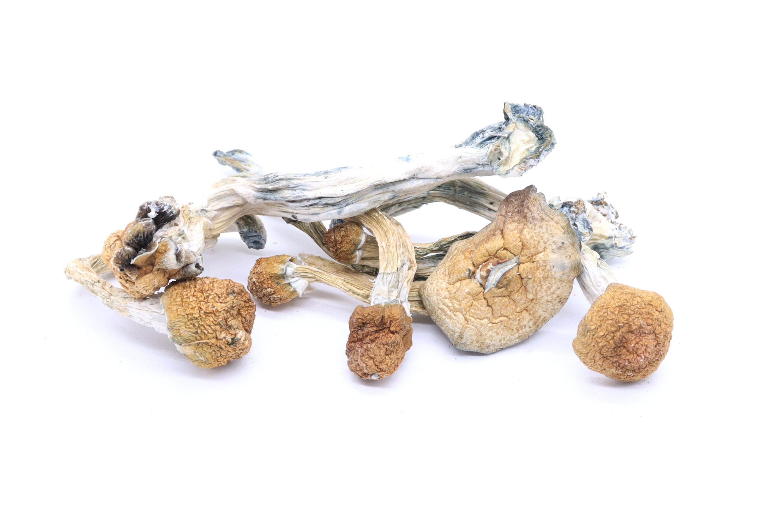 Golden Teachers Mushrooms Golden Teachers Mushrooms