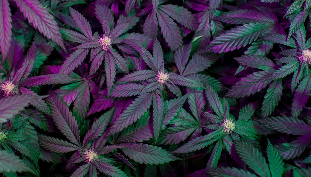 How does Cannabis affect you?