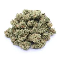 Skywalker OG Strain Small Buds - Indica Dominant Hybrid Skywalker OG Strain Small Buds - Indica Dominant Hybrid