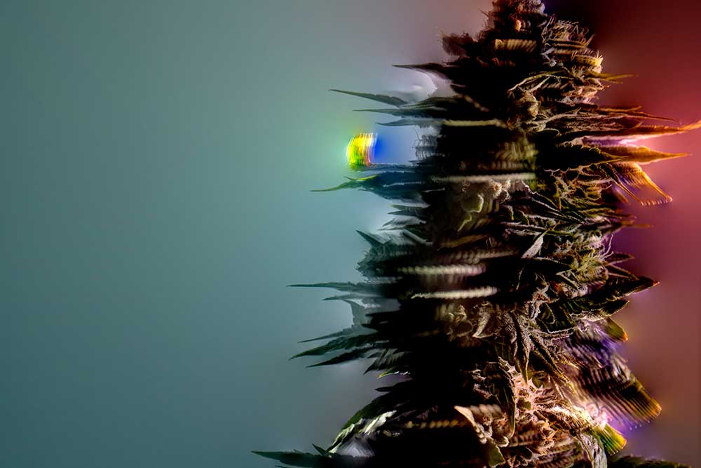 Colourful Weed