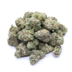 Scout Master Strain Small Buds - Sativa Dominant Hybrid
