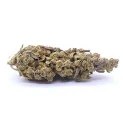Strawberry Cough Strain Flower - Sativa Dominant Hybrid