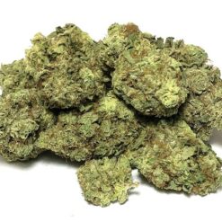 G13 Strain - Indica Dominant Hybrid (Wholesale) G13 Strain - Indica Dominant Hybrid (Wholesale)