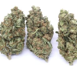 G13 Strain Flower - Indica Dominant Hybrid G13 Strain Flower - Indica Dominant Hybrid