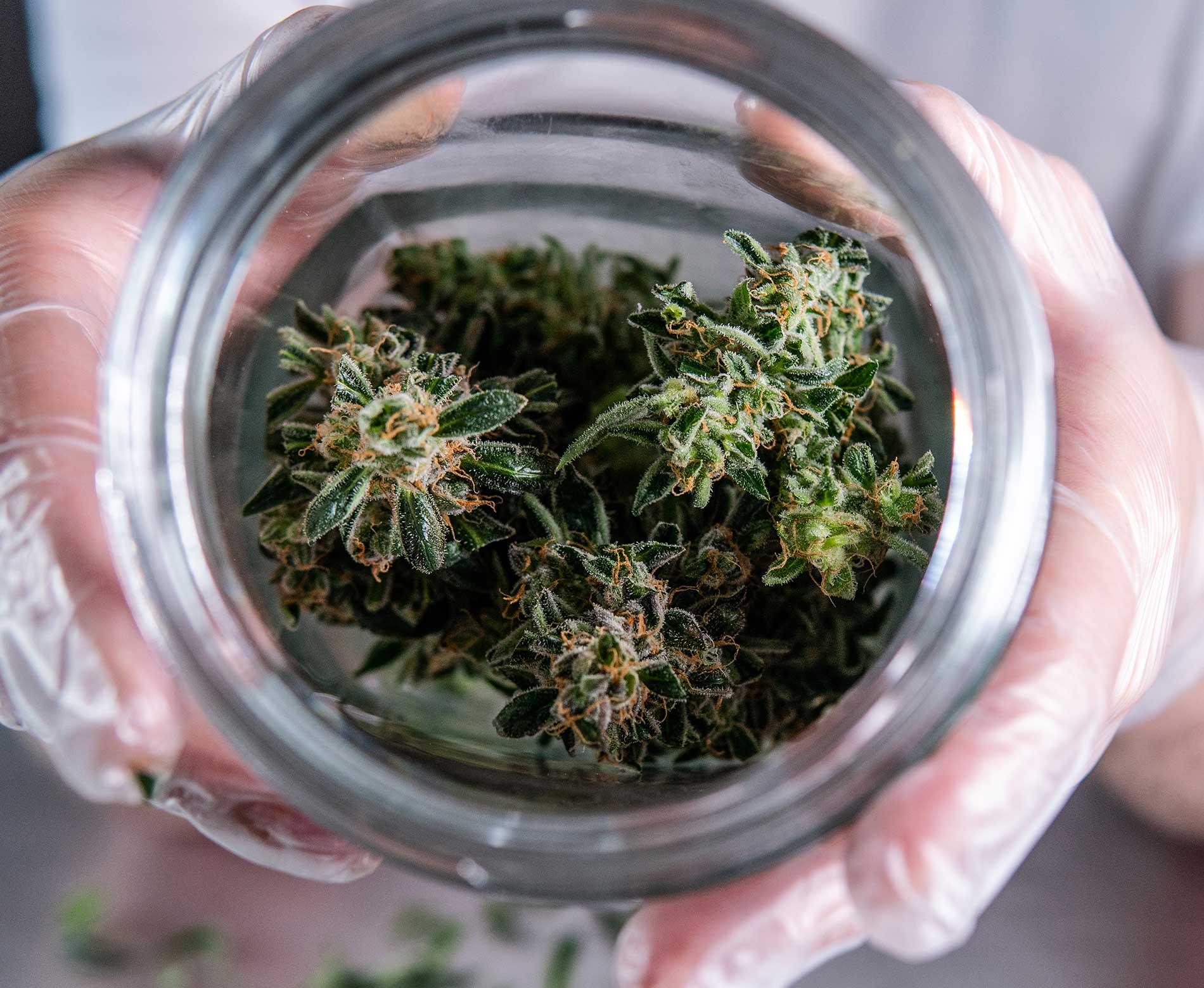 Best Ways to Store Weed Cannabis and Marijuana Storage