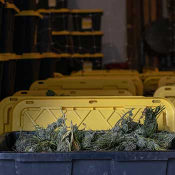 Oxygen For Cannabis Storage