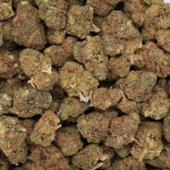Bay 11 Strain Flower - Hybrid Bay 11 Strain Flower - Hybrid
