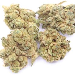 Bay 11 Strain Small Buds - Hybrid Bay 11 Strain Small Buds - Hybrid