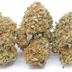 Cannatonic Strain Flower - Hybrid Cannatonic Strain Flower - Hybrid
