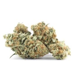 Dirty Girl Strain Small Buds - Sativa Dominant Hybrid