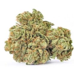 Cinderella 99 Strain Small Buds - Sativa Dominant Hybrid Cinderella 99 Strain Small Buds - Sativa Dominant Hybrid