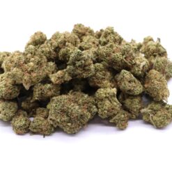 Cinderella 99 Strain Small Buds - Sativa Dominant Hybrid