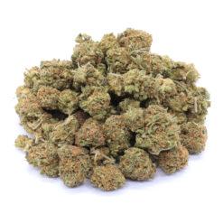 Cinderella 99 Strain Small Buds - Sativa Dominant Hybrid