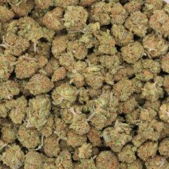 Cinderella 99 Strain Small Buds - Sativa Dominant Hybrid