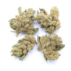 Dirty Girl Strain Small Buds - Sativa Dominant Hybrid Dirty Girl Strain Small Buds - Sativa Dominant Hybrid