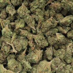 Dirty Girl Strain Small Buds - Sativa Dominant Hybrid