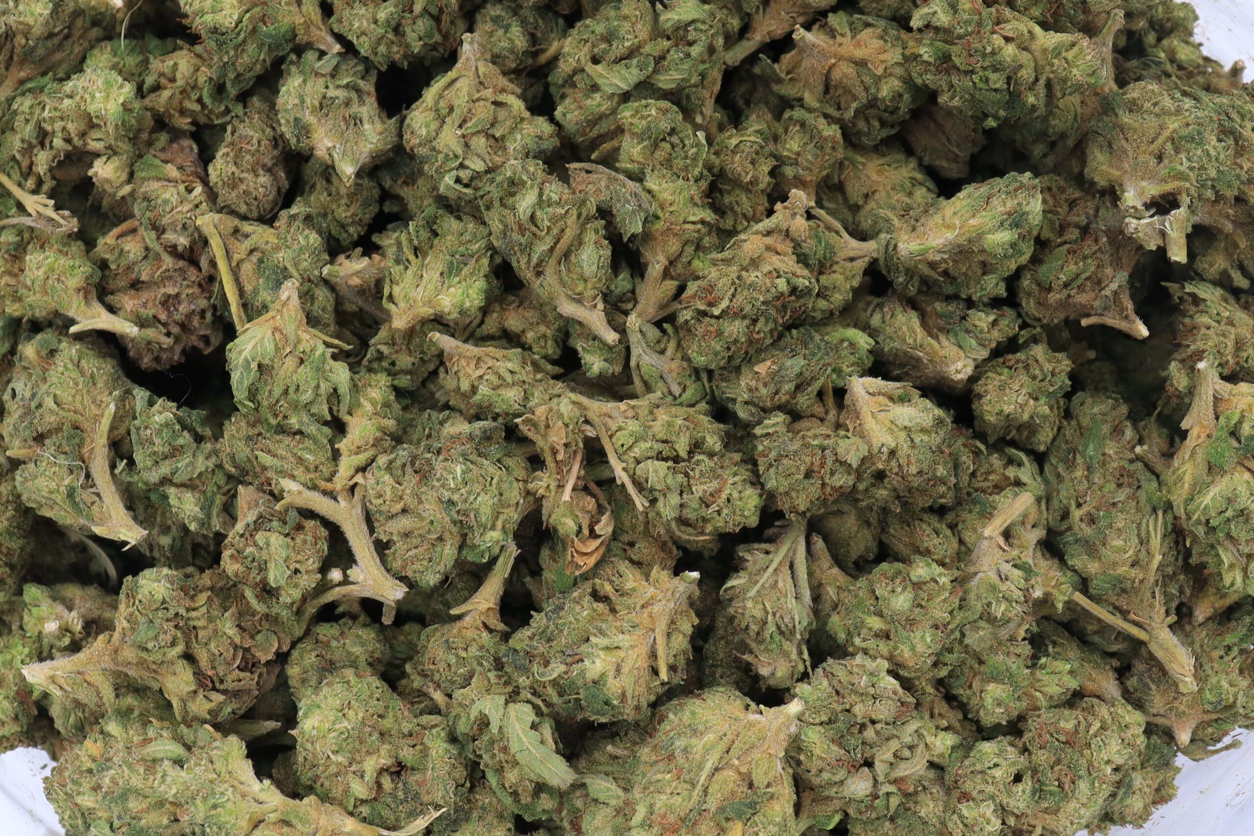 Dirty Girl Strain Small Buds - Sativa Dominant Hybrid Dirty Girl Strain Small Buds - Sativa Dominant Hybrid