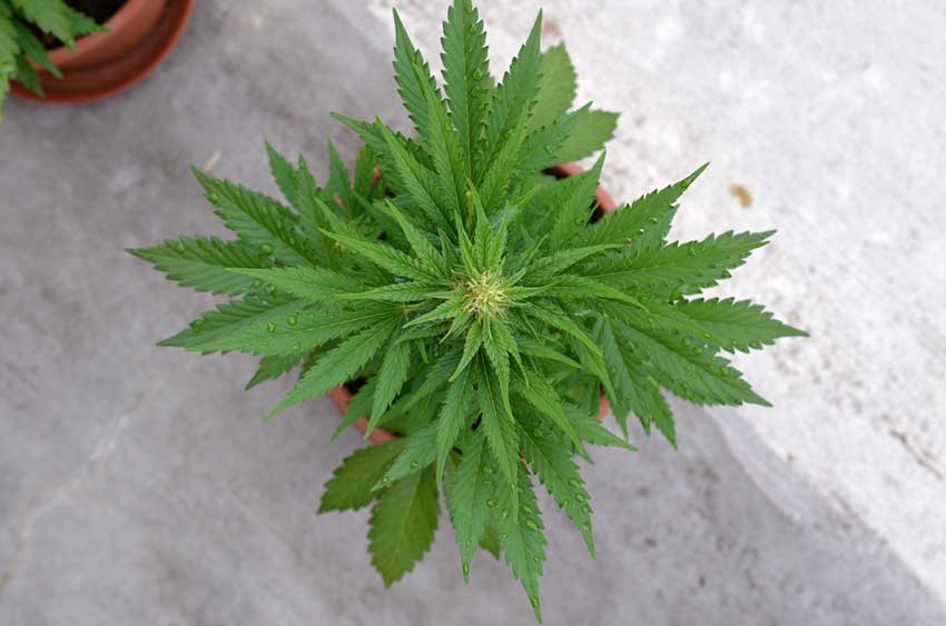 Autoflowering Cannabis Strains