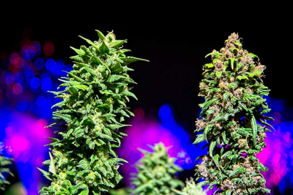 Autoflowering VS Photoperiod Strains