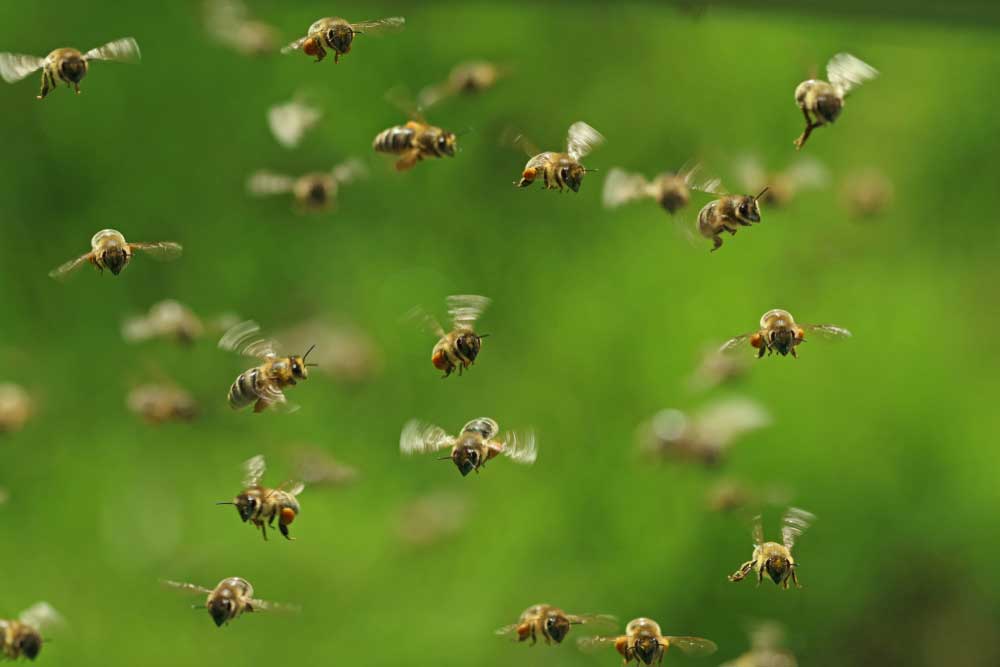 Can Cannabis Help Restore The Bee Population