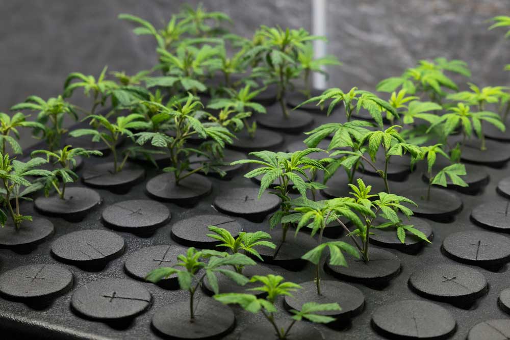 The Pros & Cons of Autoflowering