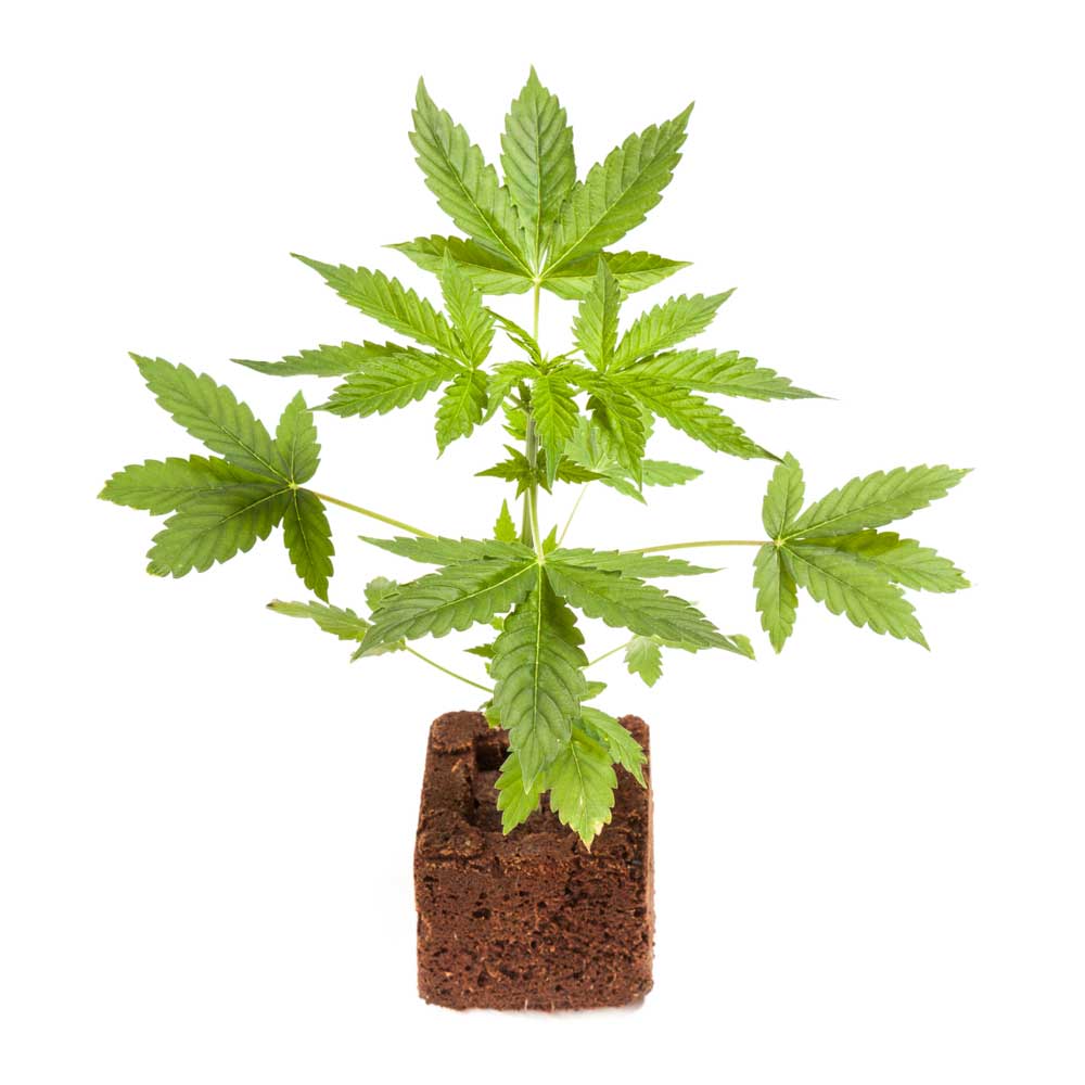 What is Autoflowering Cannabis