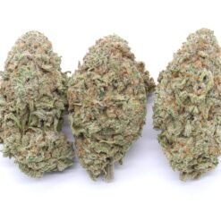 Grease Monkey Strain Flower - Indica Dominant Hybrid Grease Monkey Strain Flower - Indica Dominant Hybrid