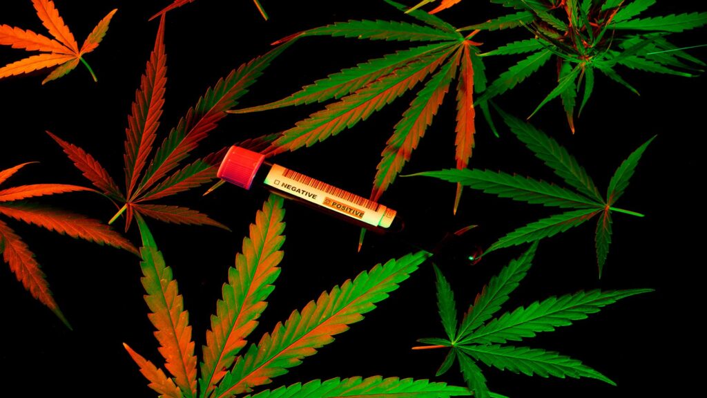 haute-health-marijuana-blood-donation